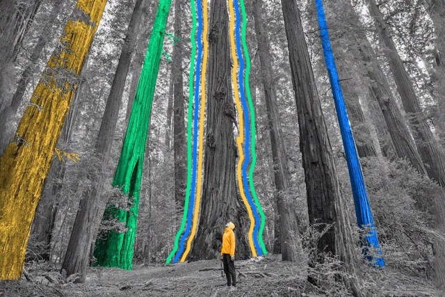 A person stands in a redwood grove, looking up