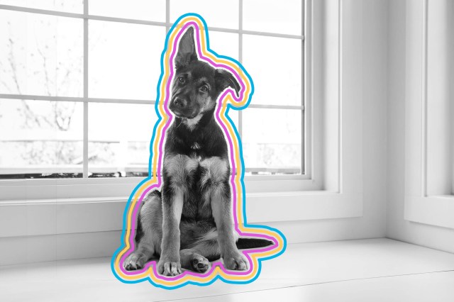 Dog sitting with tilted head and one ear up