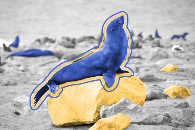 Seal propped up on a rock by the ocean