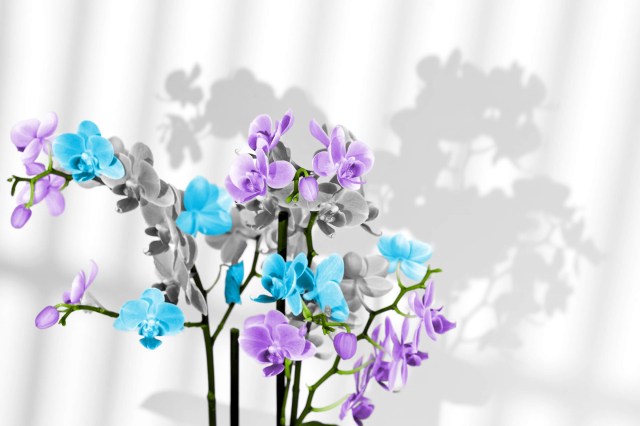 Bunch of orchid blooms