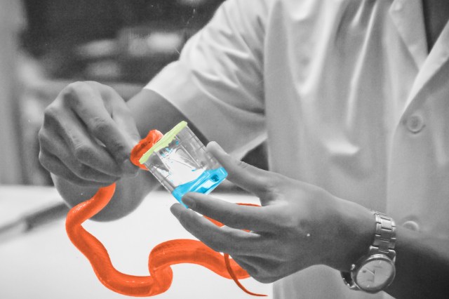 Snake milker extracting venom from a snake