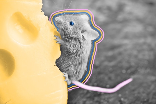 Mouse climbing and eating cheese block