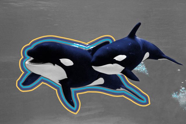 Two killer whales in the ocean