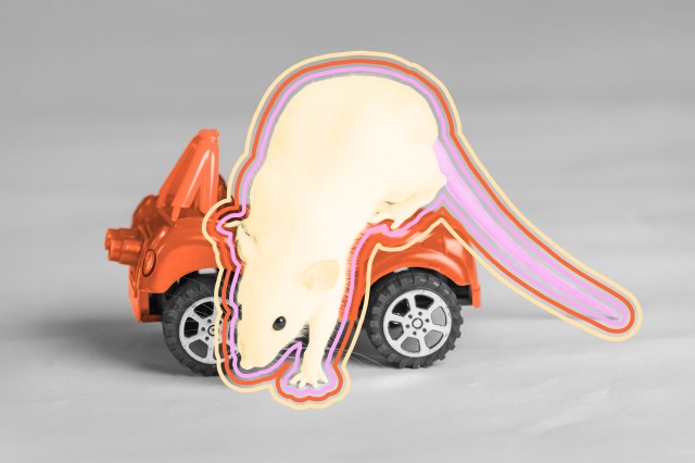 Baby rat in a toy car