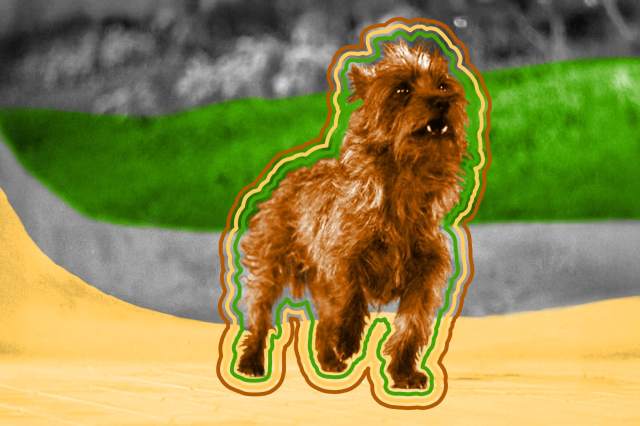 Toto the dog from "The Wizard of Oz"