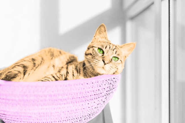 Cat lounging in a basket