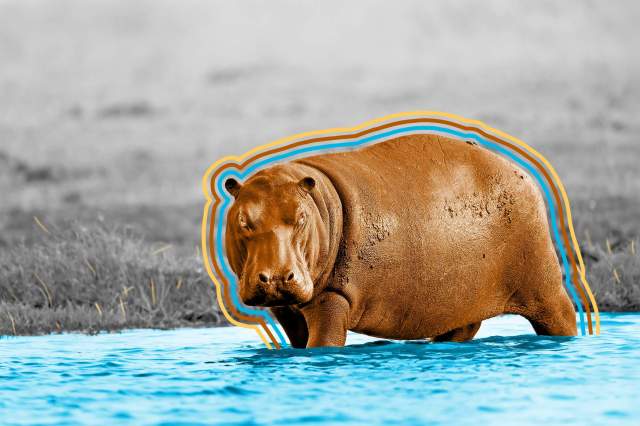Hippo in the water in Africa